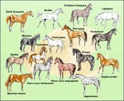 Lequel trouves-tu le plus beau ?