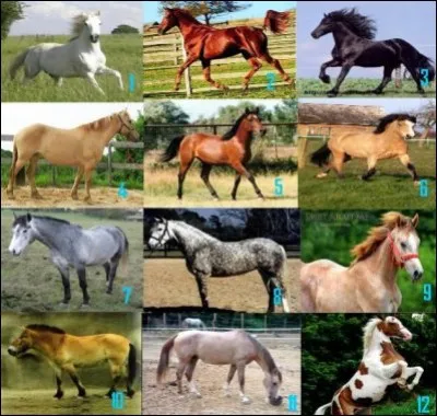 Quelle robe de cheval préfères-tu ?