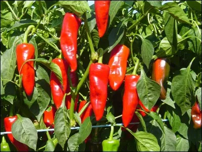 Quelle &eacute;chelle permet de mesurer l'intensit&eacute; des piments ?