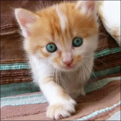 Quel autre chat aime-t-elle bien ?