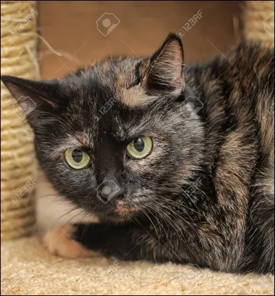 Quel est le nom de guerrière de son apprentie ?