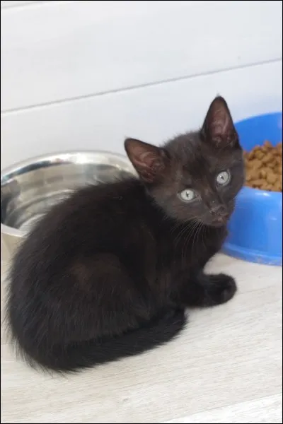 Qui est son meilleur ami (au tout début) ?