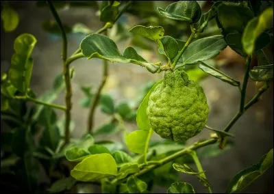 Quel est le nom de cet agrume, très utilisé en parfumerie qui serait issu du croisement d'une orange amère et d'une lime, et dont l'arbre est très cultivé en Calabre ?