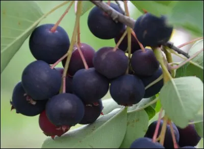 Quel est le nom de ces baies bleues comestibles ?