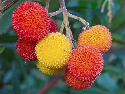 Que sont ces fruits délicieux ?