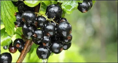 Que sont ces fruits ?