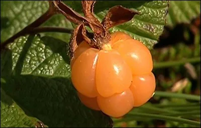 Quel est le nom de ce fruit produit par la ronce des tourbières ?