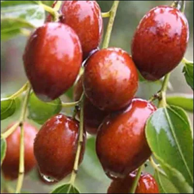 Quel nom porte cette datte chinoise ?