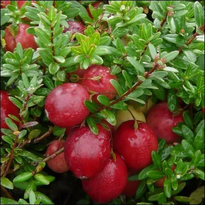 Quel nom porte cette baie rouge souvent appelée cranberry ?