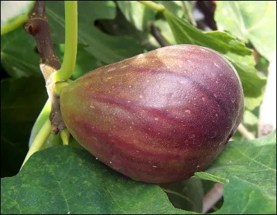 Quel est ce fruit qui pousse sous un climat doux ?