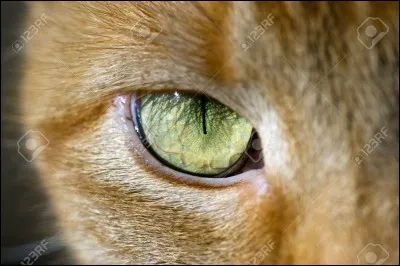 Comment sont ses yeux ?