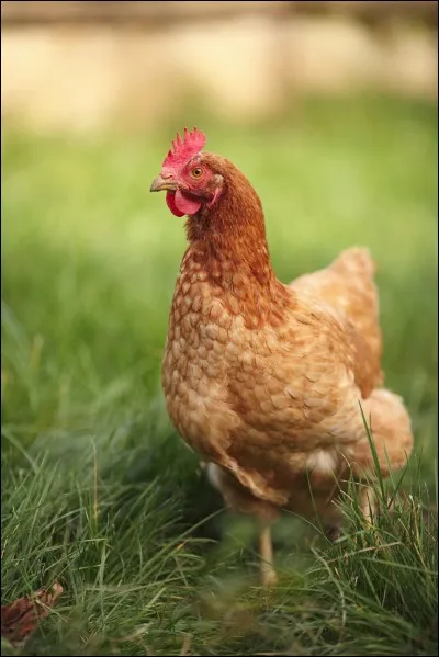 Comment s'appelle la femme ayant chanté "La foule" ?