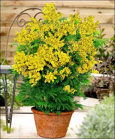 &Agrave; qui doit-on "L'&icirc;les aux mimosas" ?