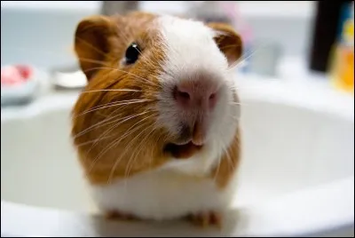 Quel est cet animal ?