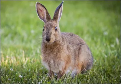 Quel est cet animal ?