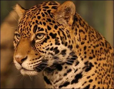 Quel est cet animal ?