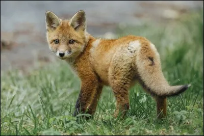 Quel est ton animal préféré ?