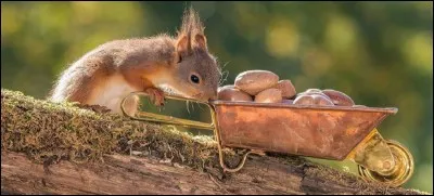 Info ou intox ? 
~~~~~~~~~~~ 

Les écureuils peuvent stocker jusqu'à 10 000 fruits à coque par an en prévision de l'hiver...