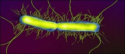 Dans le sang de quel animal a-t-on découvert récemment des protéines capables de tuer les deux bactéries les plus inquiétantes et résistantes au monde ?