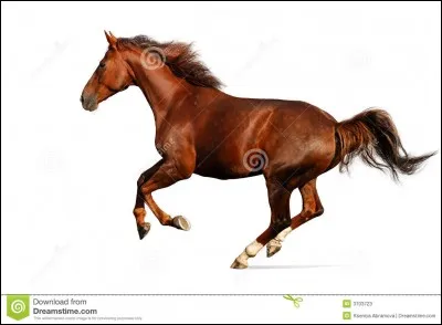 Quelle est cette allure ?