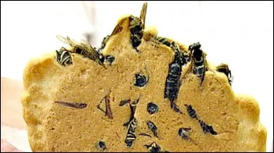 Pour la consoler, offrez-lui cette délicieuse douceur : un biscuit aux guêpes, typique de la ville d'Omachi. Dans quel pays vous trouvez-vous ?