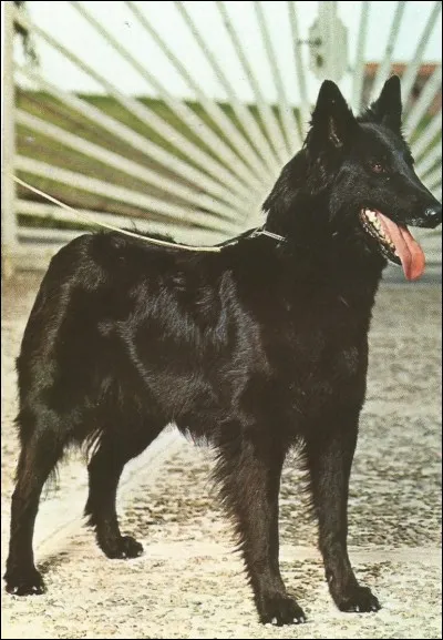 Ce berger belge est un...