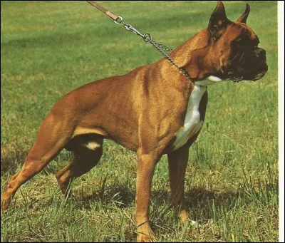 Au Moyen Âge, il était connu sous le nom d'Alan, c'est un...