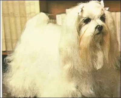 Connu en Égypte dès le XIIIe siècle avant notre ère, c'est un...