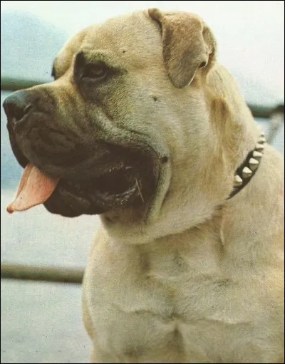 Ce chien qui peut peser 60 kg est un...