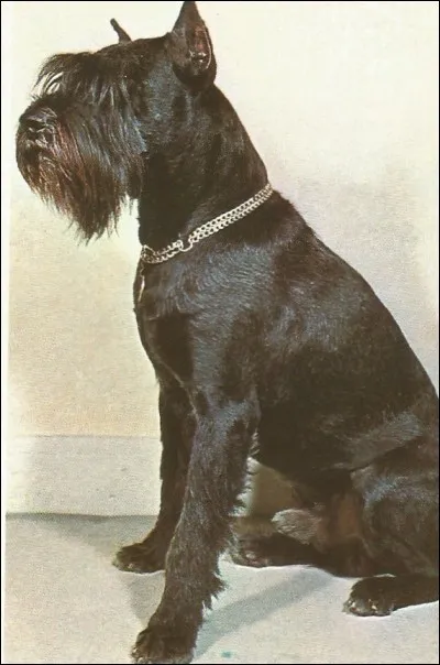 Il existe le nain, le moyen et le géant, c'est un...