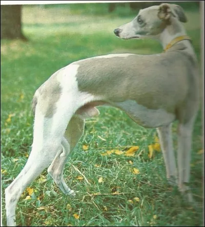 Ce lévrier est un...