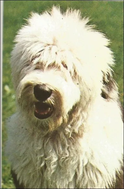 Ce berger anglais est un...