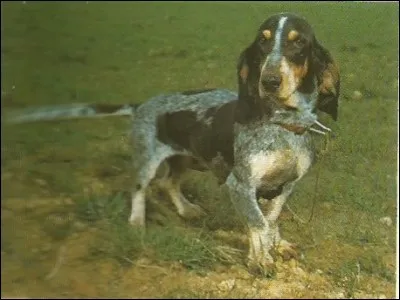 Ce chien vient de quelle région ?