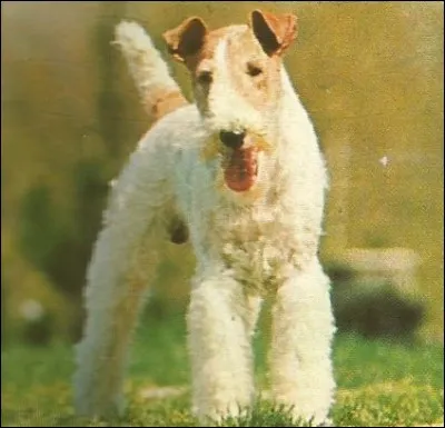 Ce chien très connu des "tintinophiles" est un...