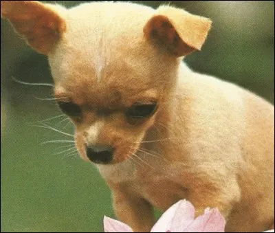 Son poids est de maximum 3 kg, c'est un...