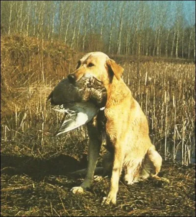 Souvent utilisé comme chien d'aveugle, c'est un...