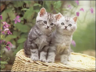 Comment se nomment ses petits (sous leur nom de guerrier) ?