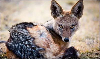 Quel est ce charognard qui se nourrit de petites proies ?