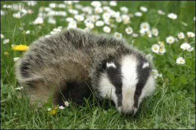 Quel est cet animal ?