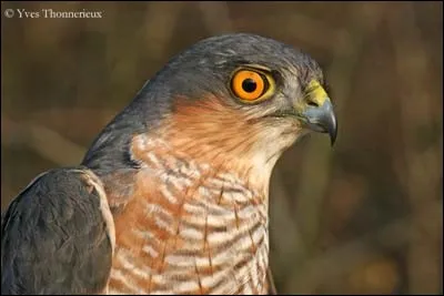 Comment s'appelle ce rapace ?