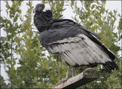 Quel est ce rapace ?
