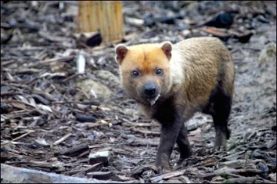 Quel est ce canidé d'Amérique centrale et du Sud ?