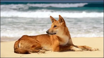 Quel est cet animal d'Australie en voie de disparition ?