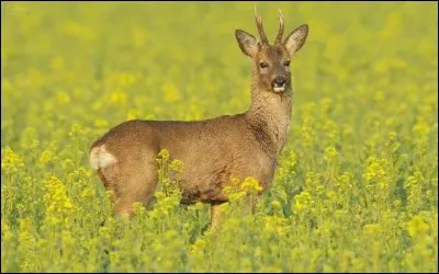 Quel est ce cervidé ?