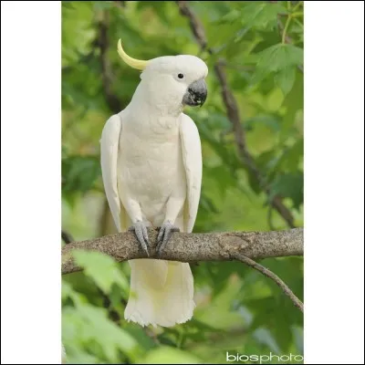 Comment s'appelle ce volatile ?