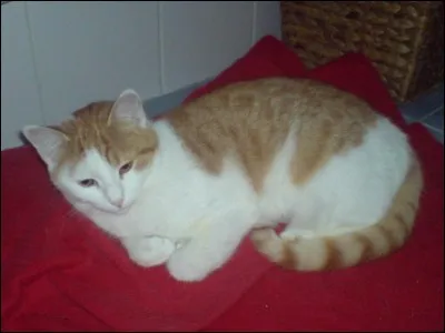 Comment se nomme Nuage de Sable en tant que guerrière ?