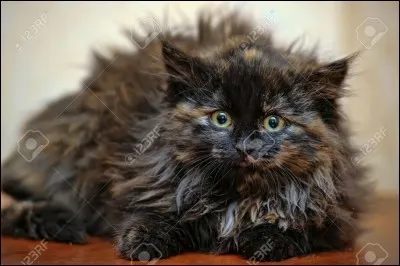 Quel est le nom d'apprentie de Jolie Plume ?