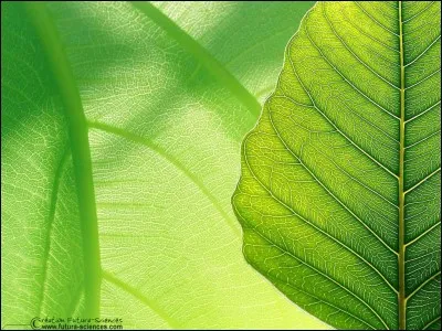 Que devient Nuage de Feuille ?