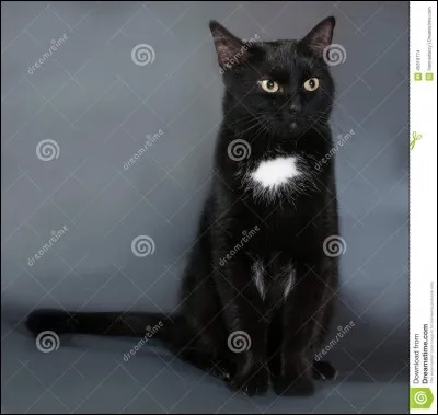 Que devient Nuage Noir ?