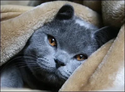 Comment se nommait Perle de Pluie lorsqu'il était chaton ?